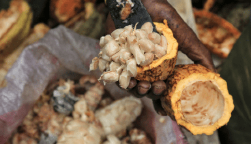 cocoa in Ivory Coast