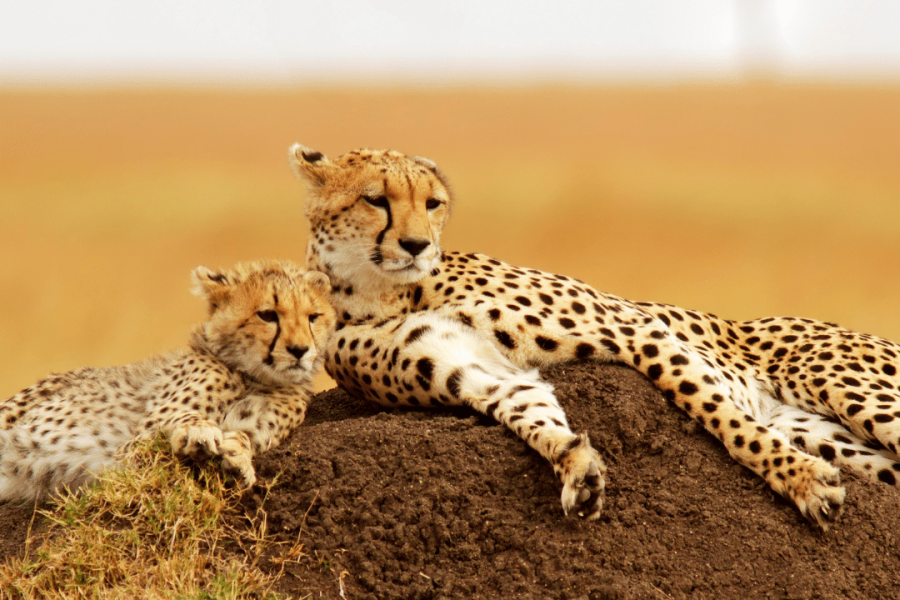 Masai Mara Cheetahs in Kenya - Nairobi to Masai Mara and Beyond