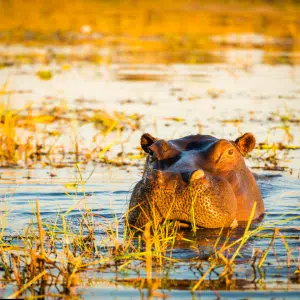 Chobe National Park, Botswana: Elephant paradise along the Chobe River