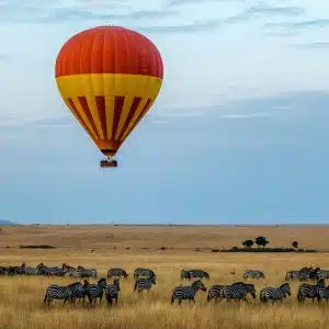 Wildlife Safari - Africa